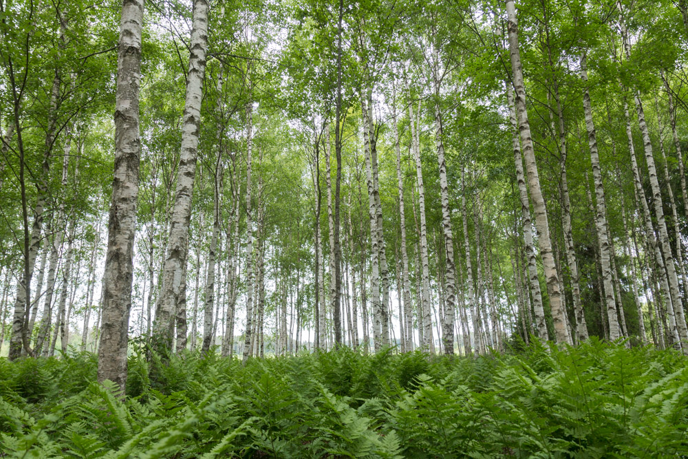 Lemun Vipistenjärvessä kasvaa nykyään koivikkoa.